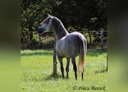 PRE, Caballo castrado, 3 años, 155 cm, Tordo