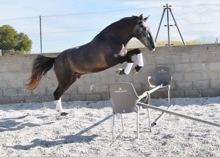 PRE, Caballo castrado, 3 años, 155 cm, Tordo