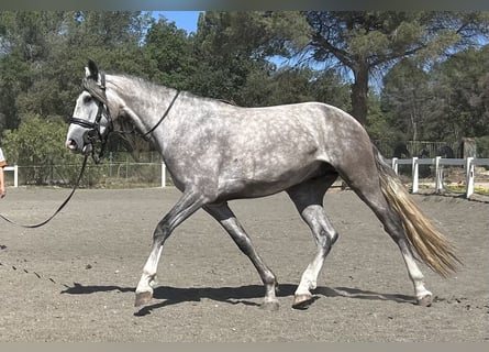 PRE, Caballo castrado, 3 años, 156 cm, Tordo