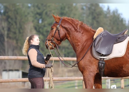 PRE Mestizo, Caballo castrado, 3 años, 158 cm, Alazán