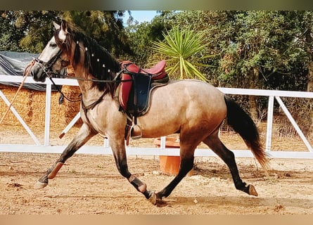 PRE Mestizo, Caballo castrado, 3 años, 158 cm