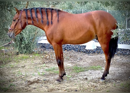 PRE, Caballo castrado, 3 años, 158 cm, Castaño rojizo