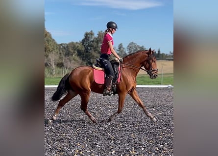 PRE, Caballo castrado, 3 años, 158 cm, Castaño rojizo