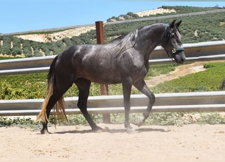 PRE, Caballo castrado, 3 años, 158 cm, Tordo