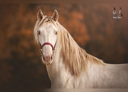 PRE Mestizo, Caballo castrado, 3 años, 160 cm, Cremello