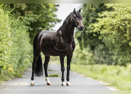 PRE, Caballo castrado, 3 años, 160 cm, Morcillo