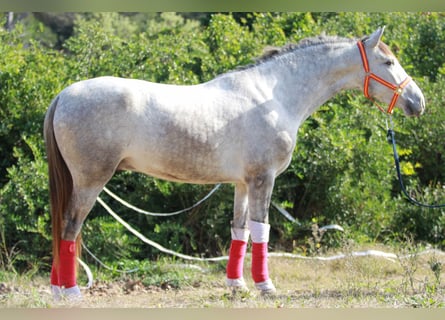 PRE Mestizo, Caballo castrado, 3 años, 160 cm, Tordo