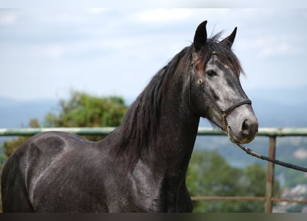 PRE Mestizo, Caballo castrado, 3 años, 160 cm, Tordo rodado