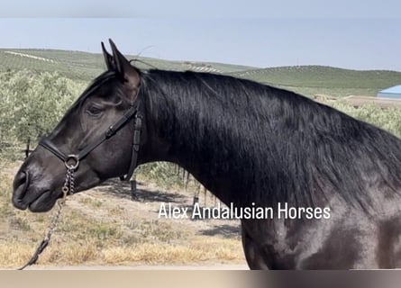 PRE Mestizo, Caballo castrado, 3 años, 161 cm, Negro