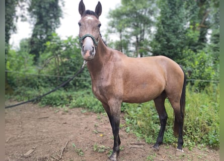 PRE Mestizo, Caballo castrado, 3 años, 161 cm, Tordo ruano