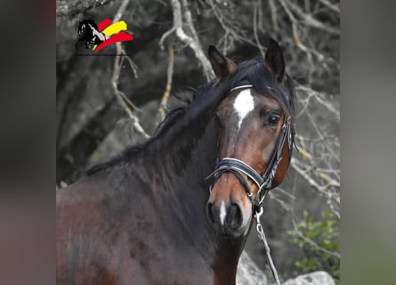 PRE Mestizo, Caballo castrado, 3 años, 162 cm, Castaño