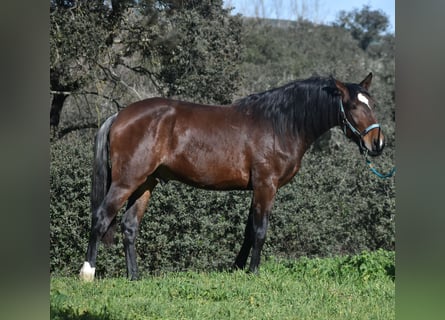 PRE, Caballo castrado, 3 años, 162 cm, Castaño