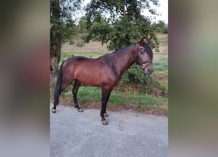 PRE Mestizo, Caballo castrado, 3 años, 162 cm, Castaño