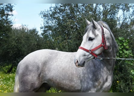 PRE, Caballo castrado, 3 años, 162 cm, Tordo