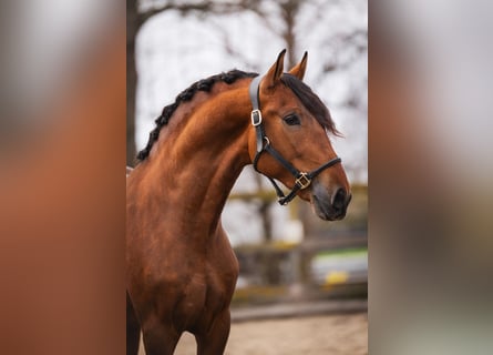 PRE, Caballo castrado, 3 años, 163 cm, Castaño