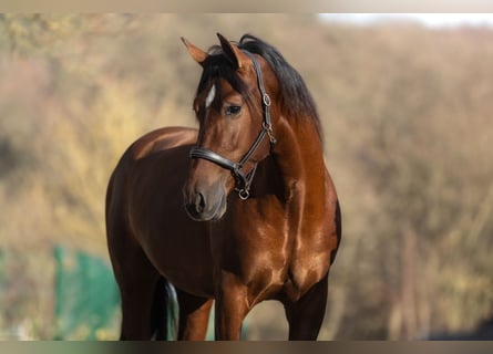 PRE Mestizo, Caballo castrado, 3 años, 163 cm, Castaño