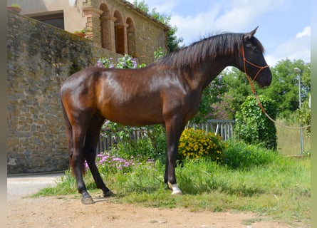 PRE, Caballo castrado, 3 años, 165 cm, Negro