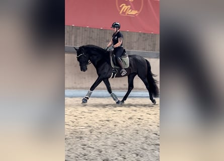 PRE Mestizo, Caballo castrado, 3 años, 171 cm, Negro