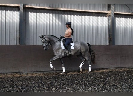 PRE, Caballo castrado, 3 años, 171 cm, Porcelana