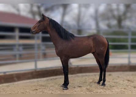 PRE, Caballo castrado, 3 años, Castaño