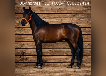 PRE Mestizo, Caballo castrado, 3 años, Castaño