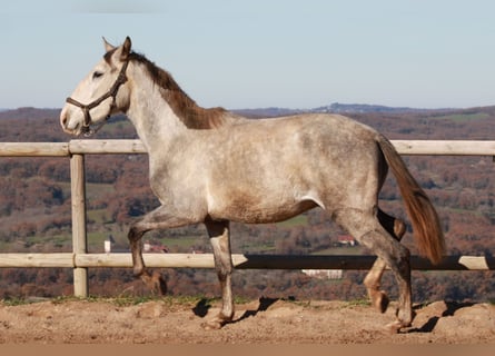 PRE Mestizo, Caballo castrado, 4 años, 147 cm, Tordo