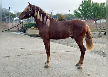 PRE Mestizo, Caballo castrado, 4 años, 148 cm, Alazán-tostado