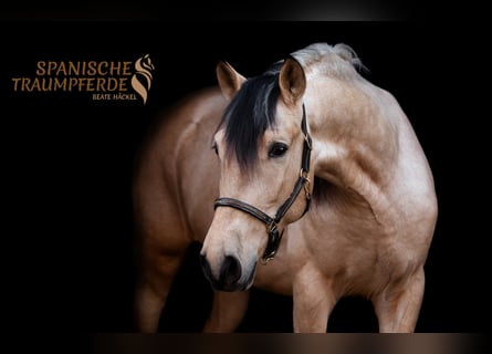 PRE, Caballo castrado, 4 años, 151 cm, Bayo