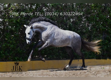 PRE Mestizo, Caballo castrado, 4 años, 152 cm, Tordo rodado