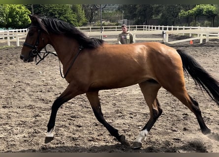 PRE Mestizo, Caballo castrado, 4 años, 153 cm, Castaño