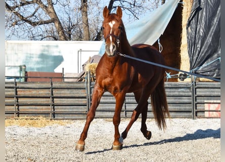 PRE, Caballo castrado, 4 años, 155 cm, Alazán