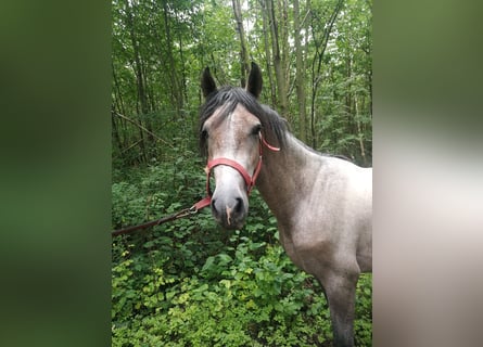 PRE Mestizo, Caballo castrado, 4 años, 155 cm, Musgo marrón