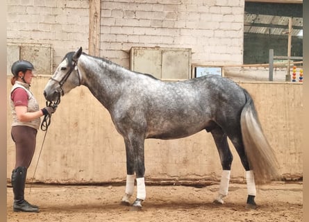 PRE, Caballo castrado, 4 años, 155 cm, Tordillo negro