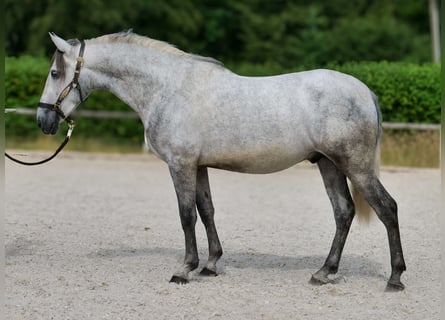 PRE, Caballo castrado, 4 años, 155 cm, Tordo