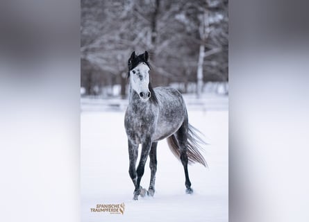 PRE, Caballo castrado, 4 años, 155 cm, Tordo