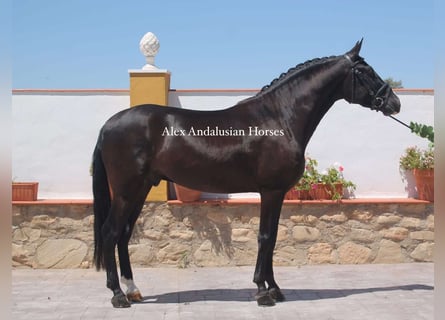 PRE Mestizo, Caballo castrado, 4 años, 156 cm, Negro