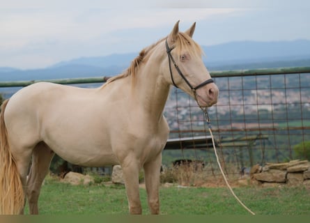 PRE Mestizo, Caballo castrado, 4 años, 156 cm, Perlino