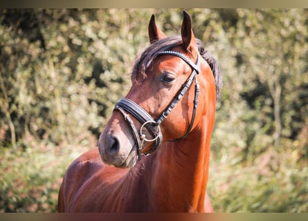 PRE, Caballo castrado, 4 años, 157 cm, Castaño