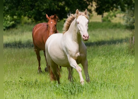 PRE Mestizo, Caballo castrado, 4 años, 157 cm, Cremello