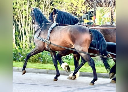 PRE, Caballo castrado, 4 años, 158 cm, Castaño