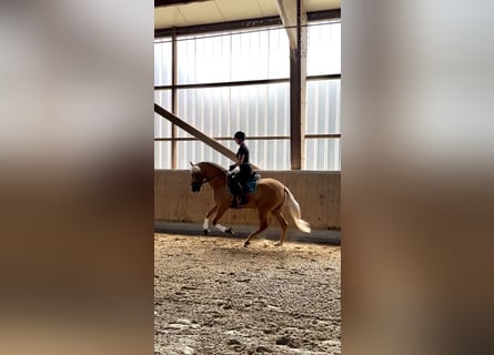 PRE Mestizo, Caballo castrado, 4 años, 158 cm, Palomino