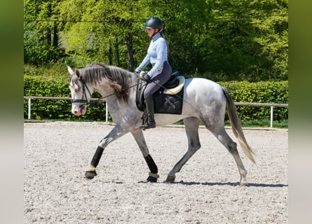 PRE Mestizo, Caballo castrado, 4 años, 158 cm, Tordo