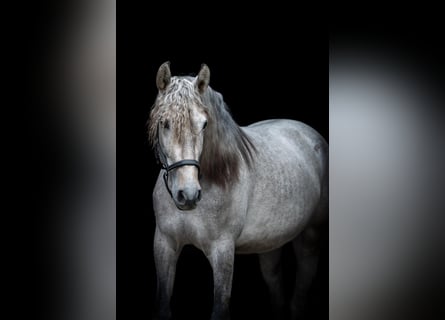 PRE Mestizo, Caballo castrado, 4 años, 159 cm, Tordo