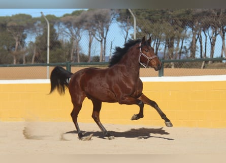 PRE Mestizo, Caballo castrado, 4 años, 160 cm, Castaño rojizo