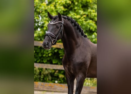 PRE Mestizo, Caballo castrado, 4 años, 160 cm, Negro