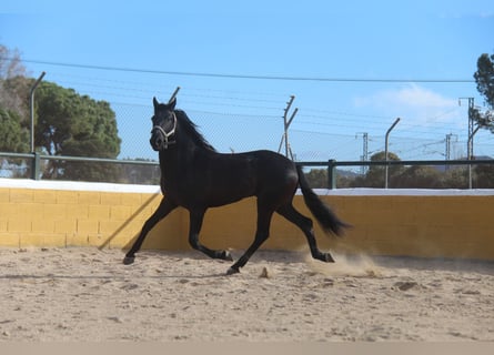 PRE Mestizo, Caballo castrado, 4 años, 160 cm, Negro