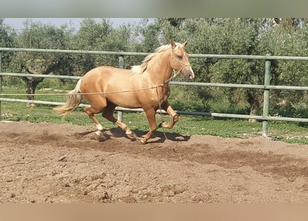 PRE, Caballo castrado, 4 años, 160 cm, Palomino