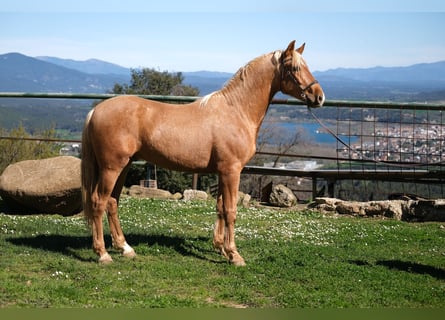 PRE Mestizo, Caballo castrado, 4 años, 160 cm, Palomino