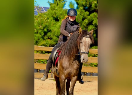 PRE, Caballo castrado, 4 años, 160 cm, Tordo