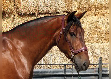 PRE Mestizo, Caballo castrado, 4 años, 161 cm, Castaño rojizo
